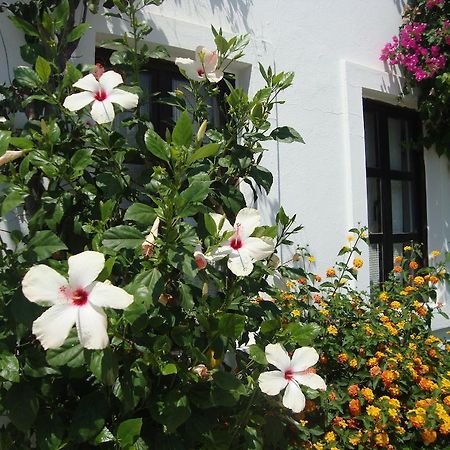 Mimosa Apart Hotel Gümbet Eksteriør billede
